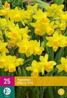 X 25 Narcissus Tête-à-Tête - thumbnail