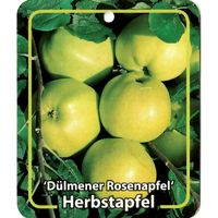 Malus Domestica Dulmener Rosenapfel - Oosterik Home - thumbnail