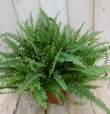 Kamerplant Koningsvaren Nephrolepis 20 cm - Warentuin natuurlijk