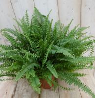 Kamerplant Koningsvaren Nephrolepis 20 cm - Warentuin natuurlijk