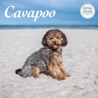 Cavapoo Kalender 2026 Deluxe