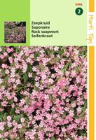 Zaden Saponaria Zeepkruid Rose Hortitops - Hortitops
