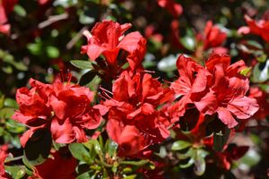 Japanse Azalea