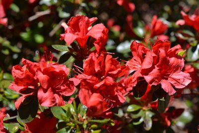 Azalea &apos;Geisha Red&apos;
