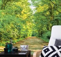 Fotobehang natuur Groen bos op een zonnige dag