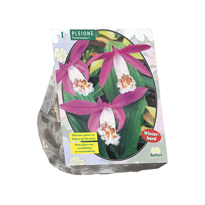 Pleione