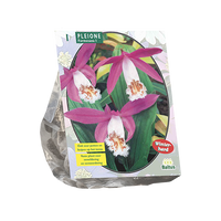 Pleione