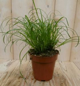 2 stuks! Kattengras Cyperus - Warentuin natuurlijk