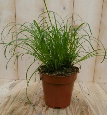 2 stuks! Kattengras Cyperus - Warentuin natuurlijk