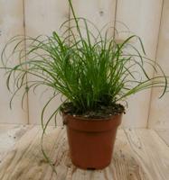 2 stuks! Kattengras Cyperus - Warentuin natuurlijk