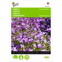Lobelia Crystal Palace Lobelia Crystal Palace