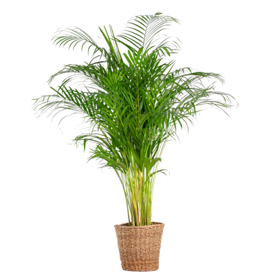 Areca Palm (dypsis) XL met mand Torun - 120cm - Ø24