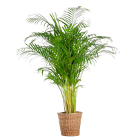 Areca Palm (dypsis) XL met mand Torun - 120cm - Ø24