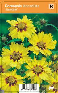 Vips Coreopsis lanceolata Sterntaler - Meisjesogen