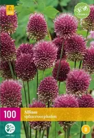 X 100 Allium sphaerocephalon