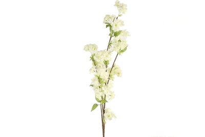 Prunus wit