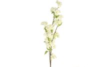 Prunus wit