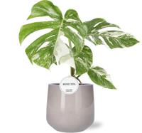 Monstera Deliciosa Variegata - Ø15cm - ↕45cm + Puglia Pot D16,5/18x16cm - Grijs