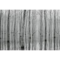 Fotobehang - Birch Forest in the Water 384x260cm - Vliesbehang