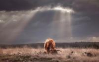 Tuinschilderij hooglander licht 130x70cm - Customize it