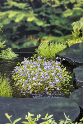 Mazus / Mazus reptans blauw