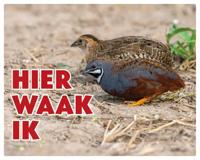 Chinese Dwergkwartel Waakbord - Hier Waak Ik