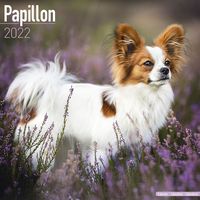 Kalender 2025 Papillon