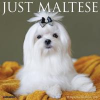 Maltezer Kalender 2026 Maltezer Kalender 2026