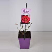 Grootbloemige roos (rosa “Gräfin Diana® Parfuma"®) - thumbnail