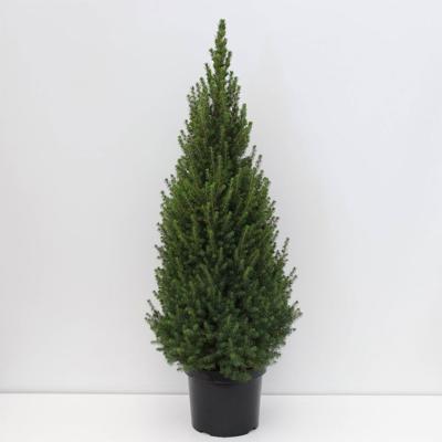 Picea glauca perfecta 80-100 cm - Warentuin natuurlijk