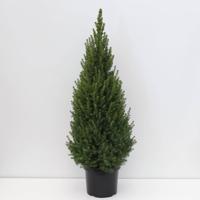 Picea glauca perfecta 80-100 cm - Warentuin natuurlijk