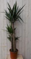 Kamerplant Yucca 160 cm - Warentuin natuurlijk
