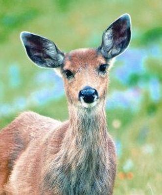 Deer (hert)