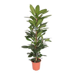 Ficus Cyathistipula - P 21 cm