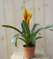 Bromelia geel/rood 30 cm - Warentuin natuurlijk