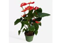 Flamingoplant - Anthurium 'Madural Red' P17