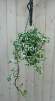 Hangplant Epipremnum groen wit - Warentuin Natuurlijk