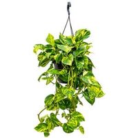 Scindapsus epipremnum aureum XXS hangplant - thumbnail