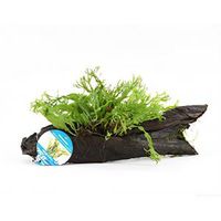 Microsorum species - op drijfhout - aquarium plant - thumbnail