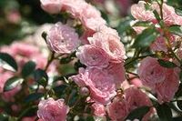Roze bodembedekkende roos