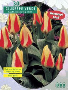 Tulp