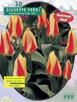 Tulp - thumbnail