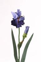 Blauwe lis Iris bloeiend de luxe x2 1 bloem & 1 knop & 2 feel real bladeren 71 cm - Top art