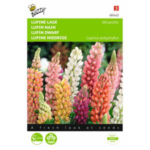 2 stuks Lupinus polyphyllus Russel s Minarette Gemengd