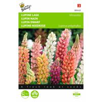 2 stuks Lupinus polyphyllus Russel s Minarette Gemengd - thumbnail