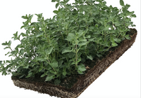 Plantenmat vasteplanten Kattenkruid Nepeta prijs per 1m2 cm Covergreen - Covergreen