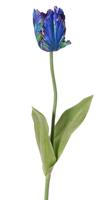 Tulp Tulipa parrot Garden art 1 bloem dia. 6 x 8,5 cm met 2 bladeren feel real 21 x 7,5 cm 64 cm - Top art