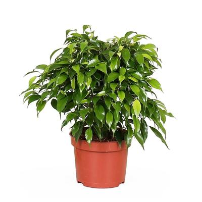 Ficus Benjamina &apos;Green Kinky&apos; - P12