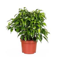 Ficus Benjamina &apos;Green Kinky&apos; - P12