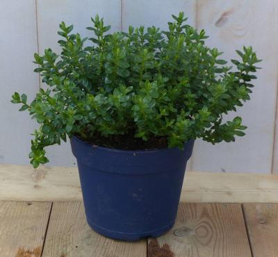Hebe groenblijvend vaste plant met onkergroen blad - Warentuin natuurlijk